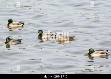 Vue sur un petit troupeau de canards sauvages, Mallard nageant dans l'eau calme par une journée ensoleillée Banque D'Images