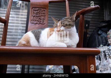 Chat prenant une petite sieste sur une chaise en bois de style chinois ancien Banque D'Images