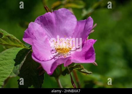 Fleurs de rose sauvages trouvées le long de la route au printemps à Taylors Falls, Minnesota, États-Unis. Banque D'Images