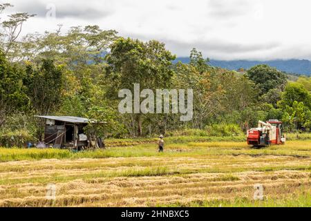 Agriculture sur rizières utilisant du matériel agricole à l'ombre du mont Sabahs Kinabalu Borneo Malaisie Banque D'Images