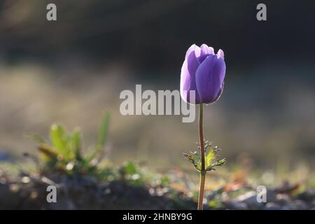 Une anémone violette solitaire (Anemone coronaria), également connue sous le nom de Marigold espagnol ou anémone du coquelicot, fleurissant dans la lumière du matin Banque D'Images