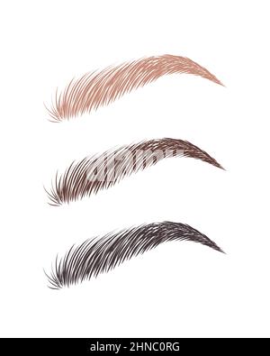 Sourcils de sexe féminin de différentes couleurs. Cheveux blonds, bruns et foncés. Formes de sourcils de la voûte plantaire. Illustration vectorielle linéaire dans un style minimaliste tendance. Barre de sourcils Illustration de Vecteur