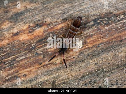 Springtail dans un environnement naturel Banque D'Images