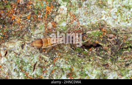 Springtail dans un environnement naturel Banque D'Images