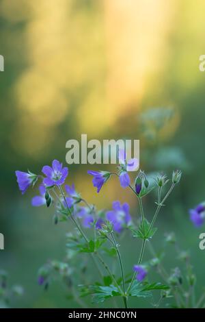 Des fleurs de bois en fleur, Geranium sylvaticum, photographiées tôt le matin avec la lumière du soleil et des reflets en arrière-plan Banque D'Images