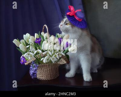 Joli chaton et panier de fleurs de printemps Banque D'Images