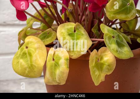 Feuilles jaunes sur la plante de cyclamen, gros plan. Erreur les gens font avec des plantes d'intérieur et de la culture des plantes de maison. Banque D'Images
