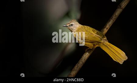 Le Bulbul de Flavescence perçant sur un perchoir de vue à distance Banque D'Images