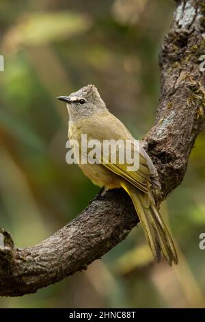 Le bulbul de Flavescence perçant sur une branche d'arbre en regardant à distance Banque D'Images