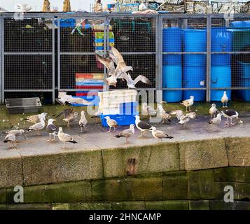 Une scène chaotique de mouettes luttant contre la nourriture Banque D'Images