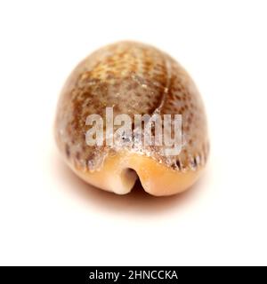 Faune de l'océan Atlantique autour de Gran Canaria - petite coquille de cowrie, ou coquille d'argent, isolée Banque D'Images