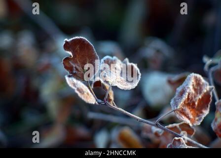 feuilles de pomme couvertes de gel, tôt le matin Banque D'Images
