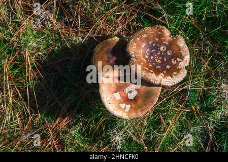 Trois champignons Boletus de couleur bois sur l'herbe verte et les aiguilles de pin dans la chaîne de montagnes Xistral à Abadin en Galice Banque D'Images