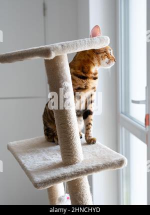 Portrait d'un chat bengale mignon regardant dans la fenêtre, gros plan. Chat dans l'intérieur de la maison. Animaux et concept de style de vie Banque D'Images