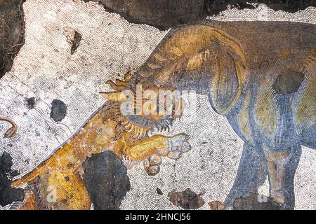 Lion combattant un éléphant, mosaïques de la période byzantine (période romaine est) au Grand Palais de Constantinople. 4th-6th siècle. Banque D'Images