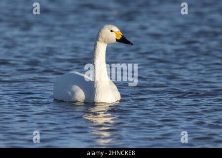 Bewick's Swan sur l'eau en regardant à droite Banque D'Images