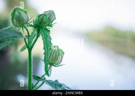 belles fleurs d'automne Banque D'Images