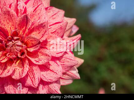 photo de belles fleurs dahlia Banque D'Images