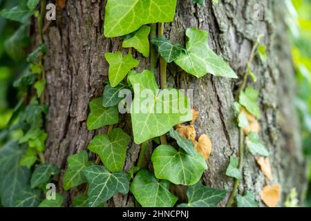 Ivy, Hedera Helix ou ivy européenne grimpant sur l'écorce rugueuse d'un arbre. Gros plan. Banque D'Images