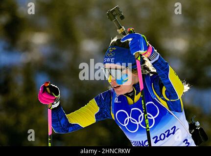 CANG TIA Kchou, Chine. 16th févr. 2022. Elvira Oeberg, de Suède, participe au biathlon féminin, relais de 4 x 6 kilomètres, aux Jeux olympiques d'hiver de 2022, à Zhangjiakou, en Chine, le 16 février 2022. Crédit : Roman Vondrous/CTK photo/Alay Live News Banque D'Images