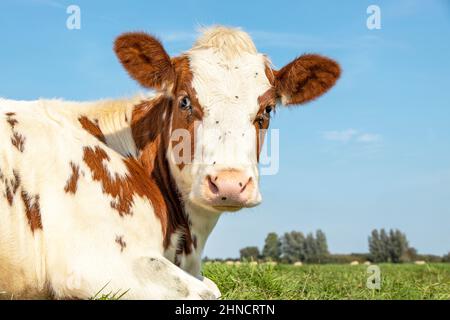 Vache avec des mouches, portrait d'un joli et calme rouge bovin, avec le blanc feu, nez rose et l'expression amicale et calme, couché dans le pâturage, adora Banque D'Images