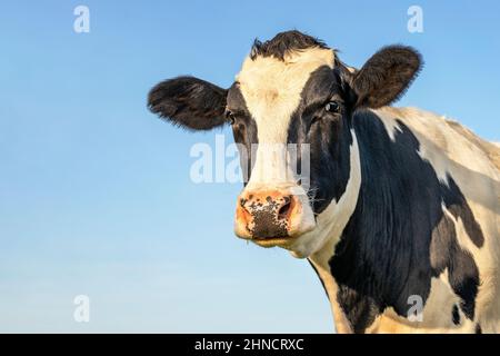 Tête de vache, à l'aspect amical, mûr noir et blanc avec nez rose et fond bleu avec espace de copie Banque D'Images