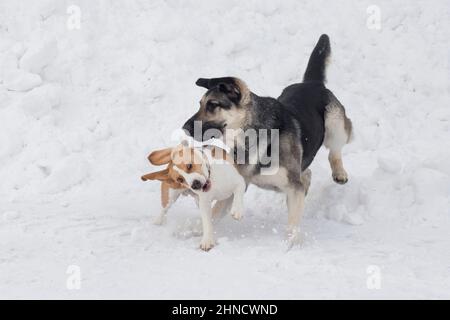 Le chien de beagle anglais et le chien multibred jouent sur une neige blanche dans le parc d'hiver. Animaux de compagnie. Chien de race. Banque D'Images