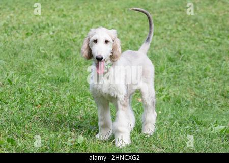 Le chiot de chien afghan est debout sur une herbe verte dans le parc d'automne et regarde l'appareil photo. Greyhound de l'est ou greyhound persan. Animaux de compagnie. Pur Banque D'Images