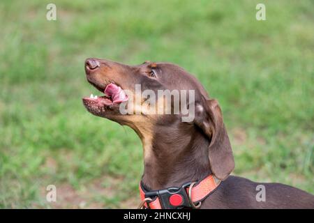 Le joli petit chiot de dachshund est assis sur une herbe verte dans le parc d'automne. Chien Badger ou chien de saucisse. Gros plan. Animaux de compagnie. Chien de race. Banque D'Images