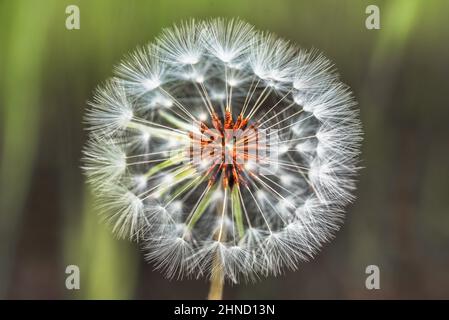 Gros plan du pissenlit sauvage avec tête blanche de semence ronde qui pousse sur la tige dans la forêt le jour de l'été sur fond flou Banque D'Images