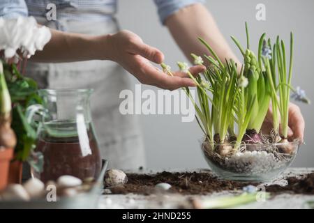 Cultivez des jardiniers femelles sans visage en plantant des semis frais de fleurs de jacinthe dans un pot en verre tout en étant debout à la table avec du sol dispersé Banque D'Images