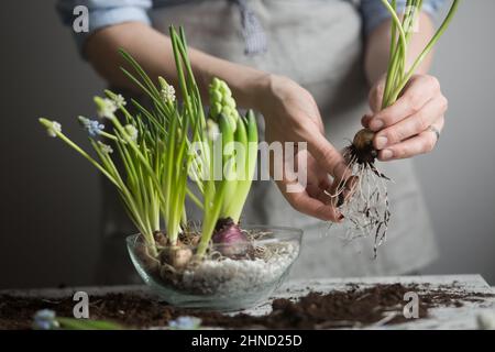 Cultivez des jardiniers femelles sans visage en plantant des semis frais de fleurs de jacinthe dans un pot en verre tout en étant debout à la table avec du sol dispersé Banque D'Images