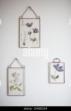 Collection d'herbier tendre fait de fleurs dans des cadres de verre accrochés sur le mur blanc dans la chambre Banque D'Images