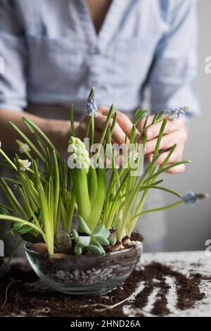 Cultivez des jardiniers femelles sans visage en plantant des semis frais de fleurs de jacinthe dans un pot en verre tout en étant debout à la table avec du sol dispersé Banque D'Images