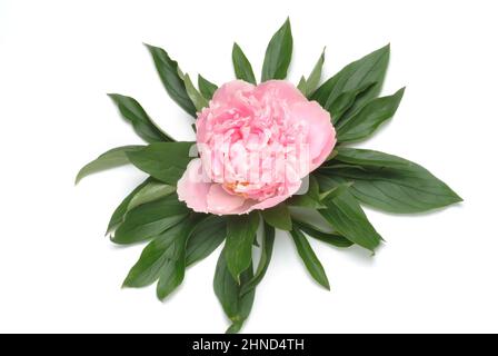 Gemeine Pfingstrose, Paeonia officinalis, auch Echte Pfingstrose, Bauern-Pfingstrose, Garten-Pfingstrose, Heilpflanze, als pharmazeutische Drogen werd Banque D'Images