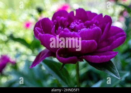 Pivoine bordeaux profonde ou violette trouvée dans le jardin de printemps à Taylors Falls, Minnesota, États-Unis. Banque D'Images