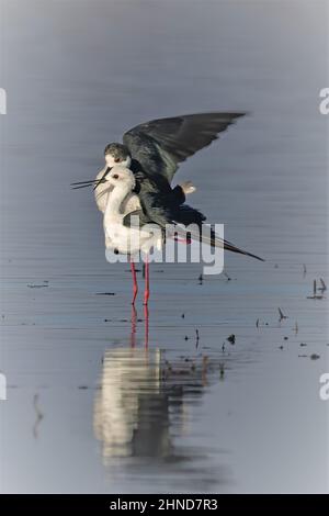 Echasse blanche dans le marais de la baie de somme. Banque D'Images