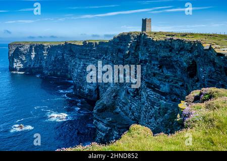 Colonie d'oiseaux marins Marwick Head, Mainland Orkney, Écosse, Royaume-Uni Banque D'Images