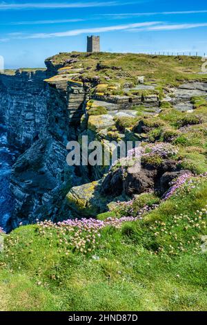 Colonie d'oiseaux marins Marwick Head, Mainland Orkney, Écosse, Royaume-Uni Banque D'Images