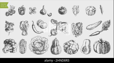 Ensemble vectoriel de légumes décoratifs dessinés à la main. Illustration vectorielle. Illustration de Vecteur