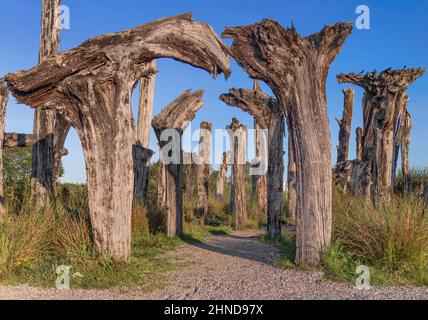 Ireland, County Offaly, Lough Boora Discovery Park, section connue sous le nom de Forêt Noire dans la lumière du soir, restes de chênes noirs 5000 ans. Banque D'Images