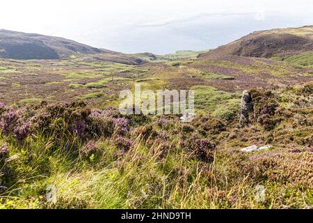 Affleurements rocheux sur les landes recouvertes de bruyère sur le Mull de Kintyre, à l'extrémité sud de la péninsule de Kintyre, Argyll & Bute, Écosse, Royaume-Uni Banque D'Images