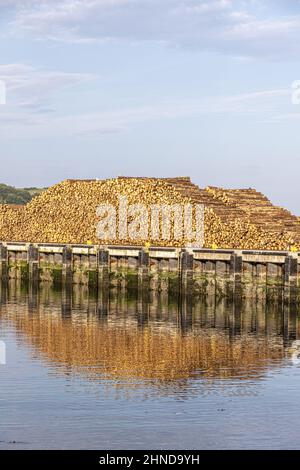 Lumière du soir sur une pile de bois dans le port de Campbeltown sur la péninsule de Kintyre, Argyll & Bute, Écosse, Royaume-Uni Banque D'Images