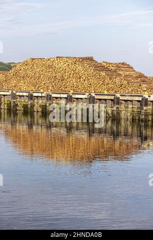 Lumière du soir sur une pile de bois dans le port de Campbeltown sur la péninsule de Kintyre, Argyll & Bute, Écosse, Royaume-Uni Banque D'Images