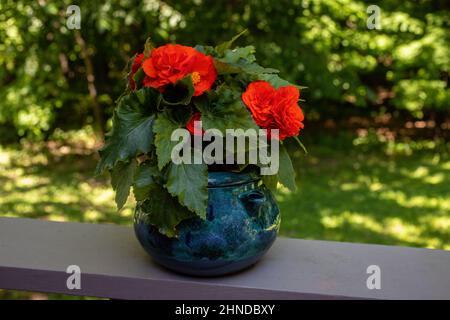 Plante de begonia d'orange vif dans un pot bleu assis sur le bord d'un pont. Banque D'Images