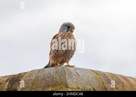 Kestrel (Falco tinnunculus), oiseau mâle perché sur un mur, Angleterre, Royaume-Uni. Faune urbaine. Banque D'Images