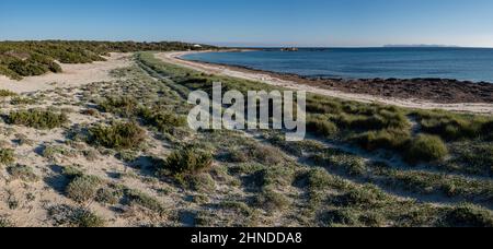 Végétation de dunes, plage es Caragol, commune de Santanyi, Majorque, Iles Baléares, Espagne Banque D'Images