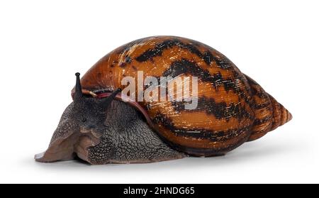 Adulte taille frican géant Escargot ghanéen aka Escargot africain géant, Escargot de terre tigre géant ou Achatina Achatina , déplacement latéral voies. En regardant vers l'appareil photo. Banque D'Images