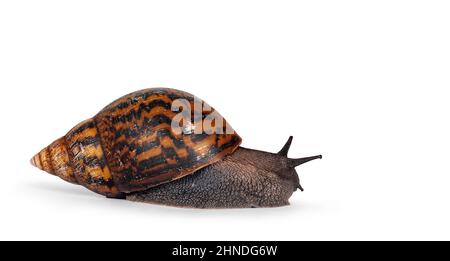 Adulte taille frican géant Escargot ghanéen aka Escargot africain géant, Escargot de terre tigre géant ou Achatina Achatina, voies latérales mobiles. Isolé sur un bac blanc Banque D'Images