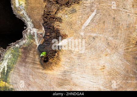 Une tranche de l'ancien arbre coupé. L'image est une illustration abstraite ou une peinture, des beaux-arts Banque D'Images